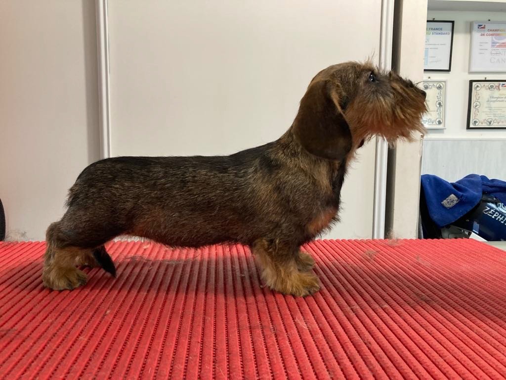 Dax Leonesse Tasmanian devil