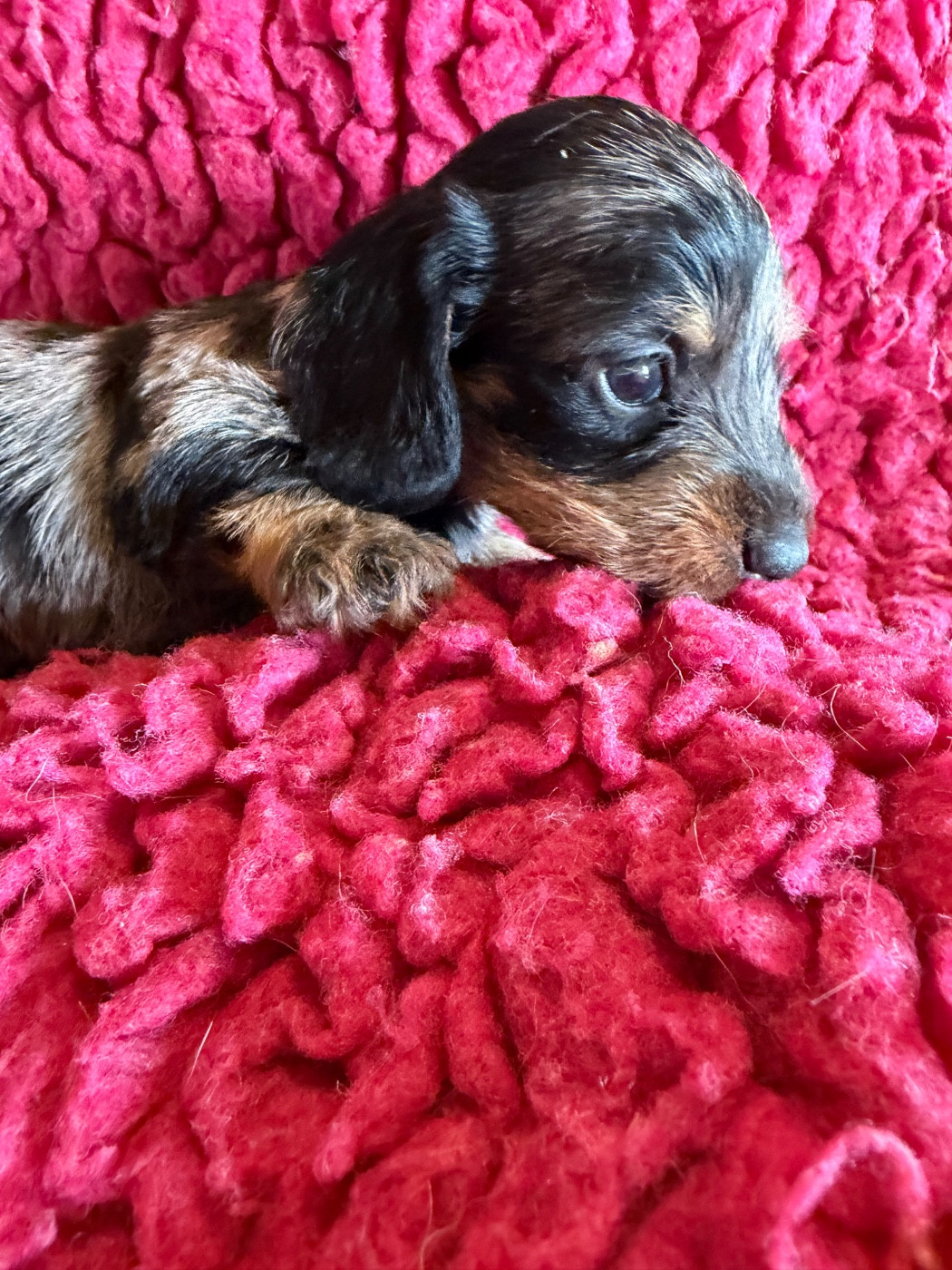 Dax Leonesse - Chiots disponibles - Teckel poil dur
