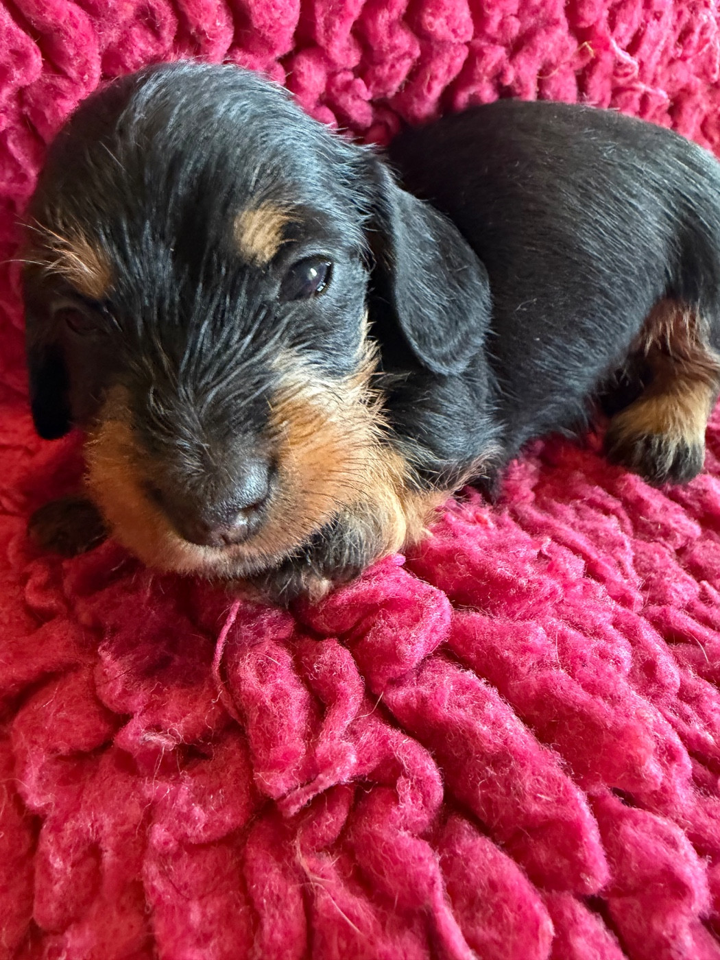 Dax Leonesse - Chiots disponibles - Teckel poil dur
