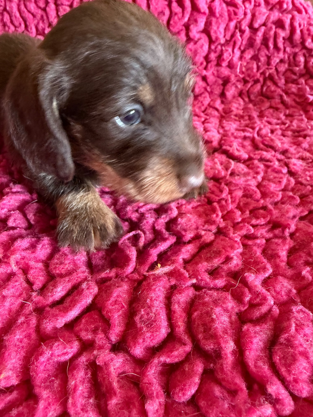 Dax Leonesse - Chiots disponibles - Teckel poil dur