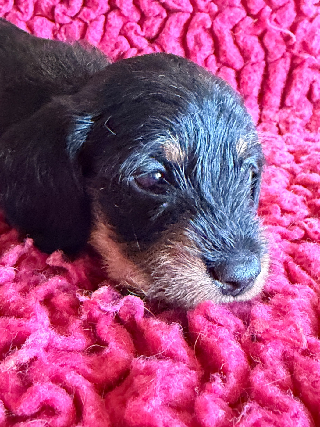 Dax Leonesse - Chiots disponibles - Teckel poil dur