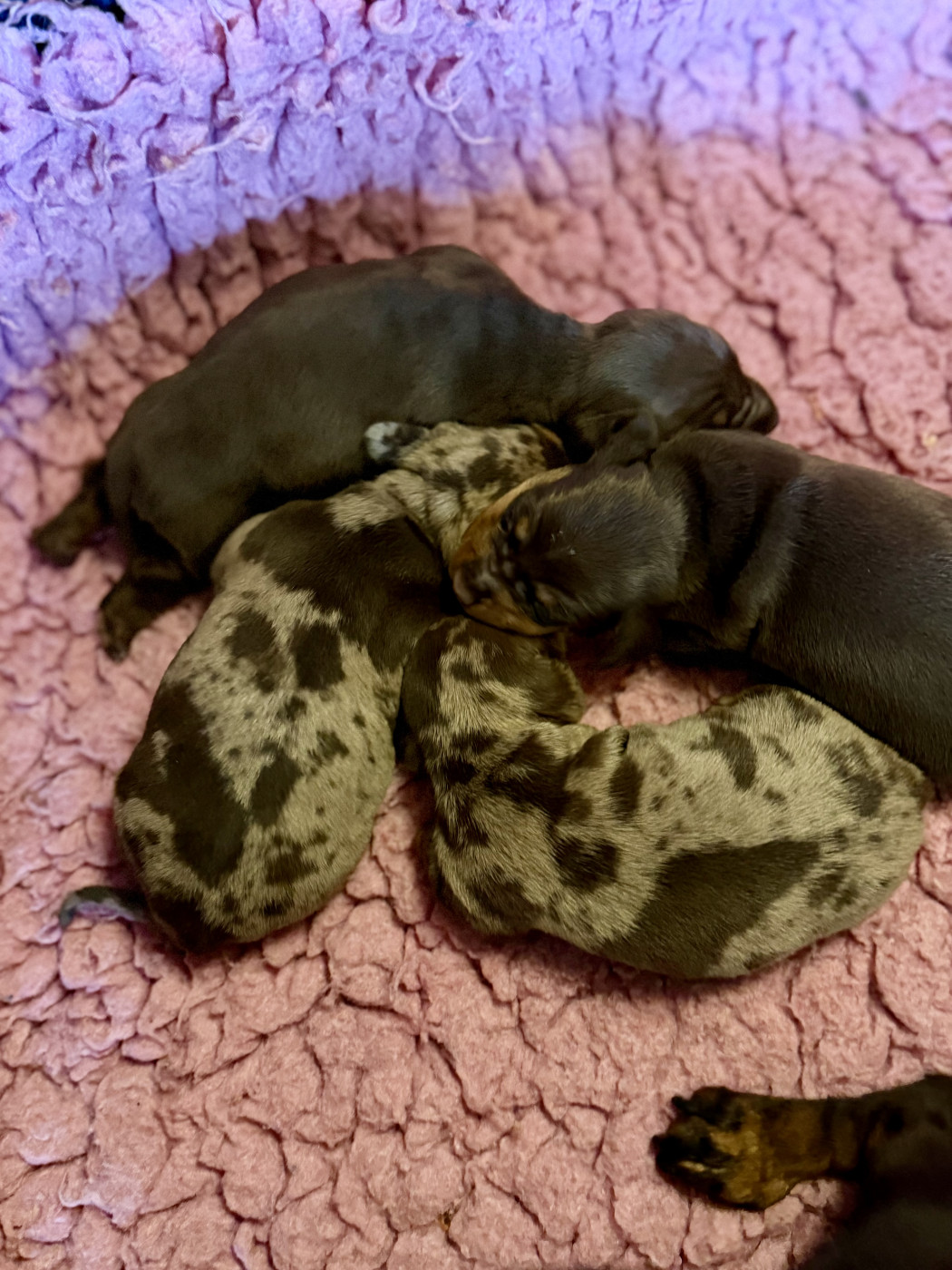 Chiot Teckel poil ras Dax Leonesse