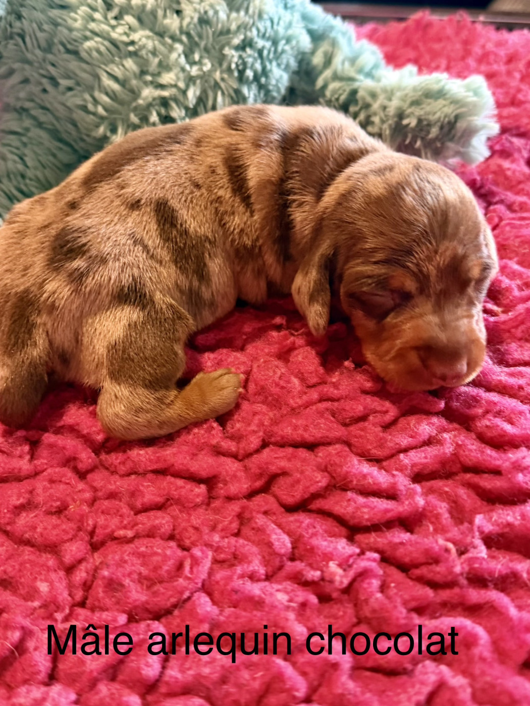 Dax Leonesse - Chiots disponibles - Teckel poil ras