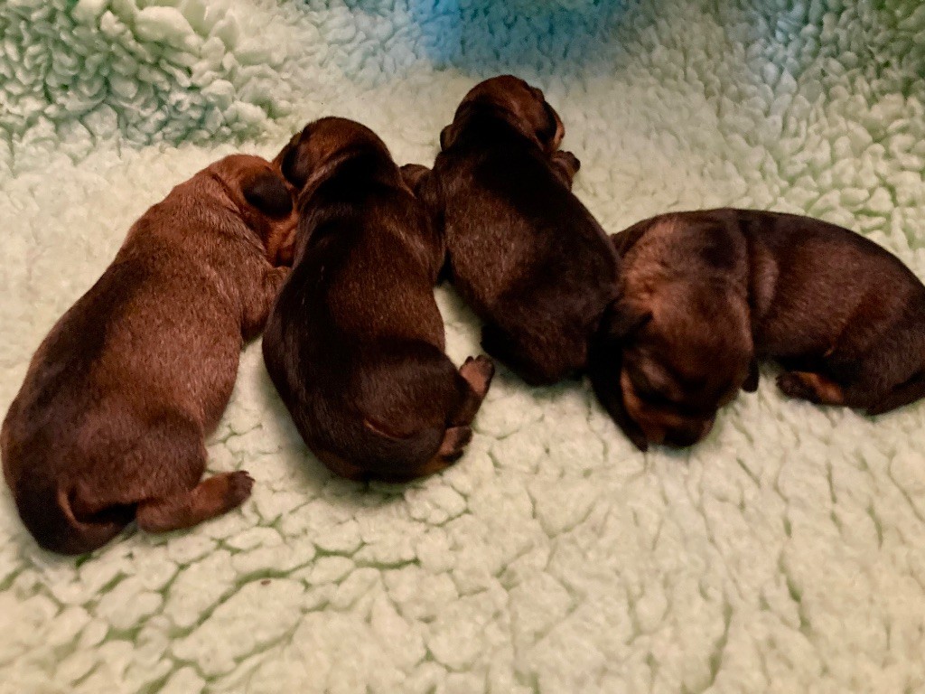 Chiot Teckel poil dur Dax Leonesse