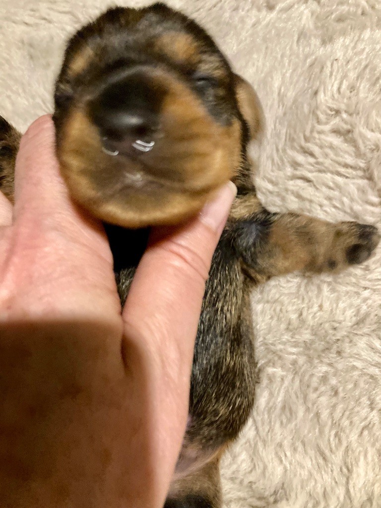 Dax Leonesse - Chiots disponibles - Teckel poil dur