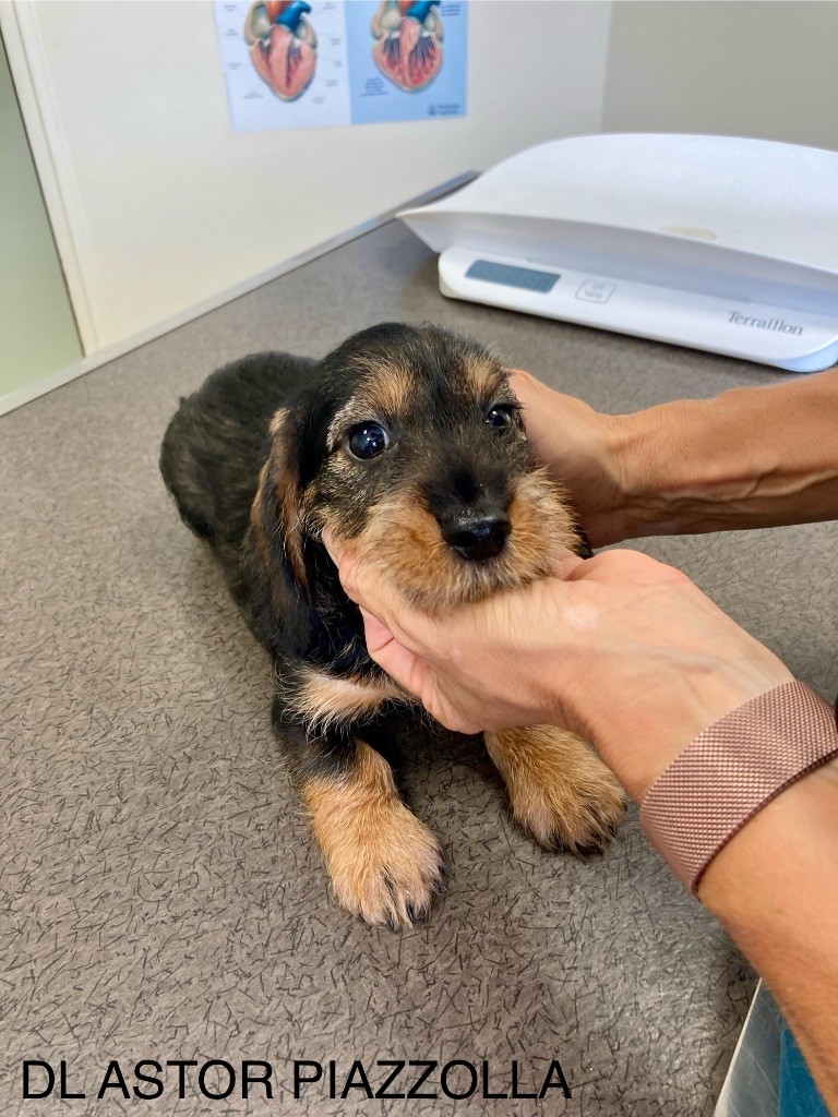 Dax Leonesse - Chiots disponibles - Teckel poil dur