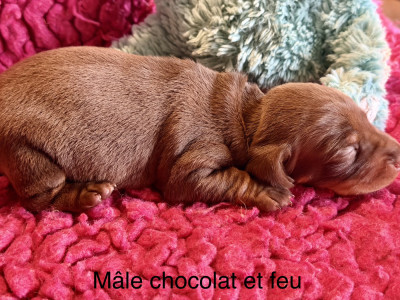 Chiot N°1