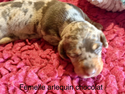 Chiot N°3