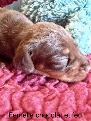 Chiot N°4