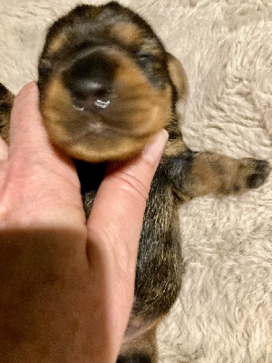 CHIOT 3