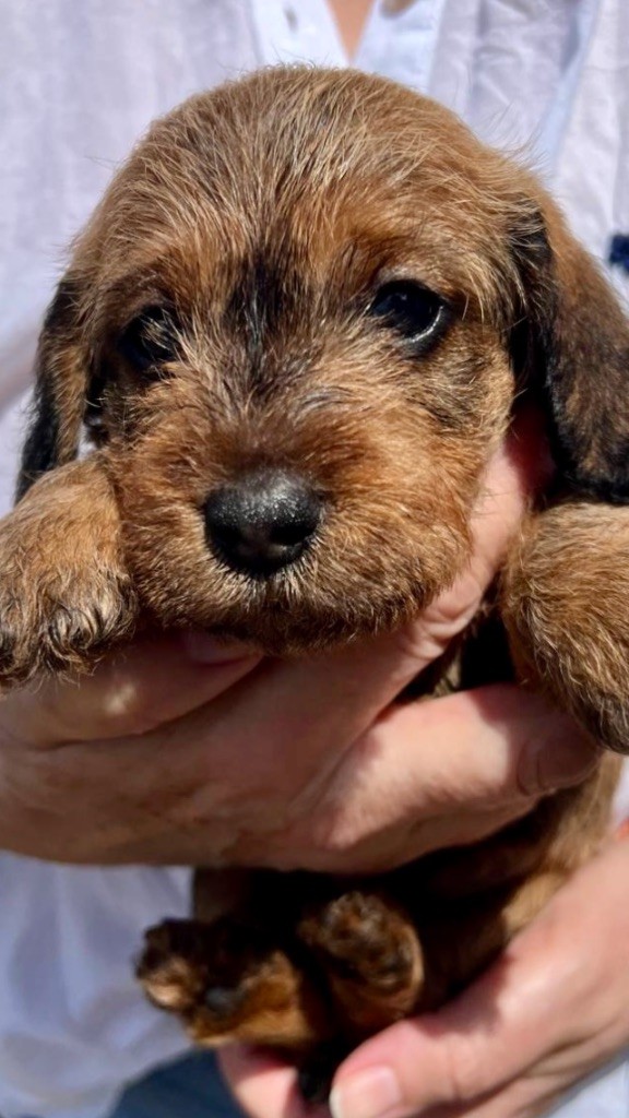 Dax Leonesse - Chiots disponibles - Teckel poil dur