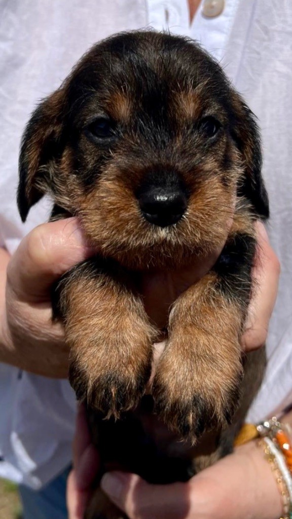 Dax Leonesse - Chiots disponibles - Teckel poil dur