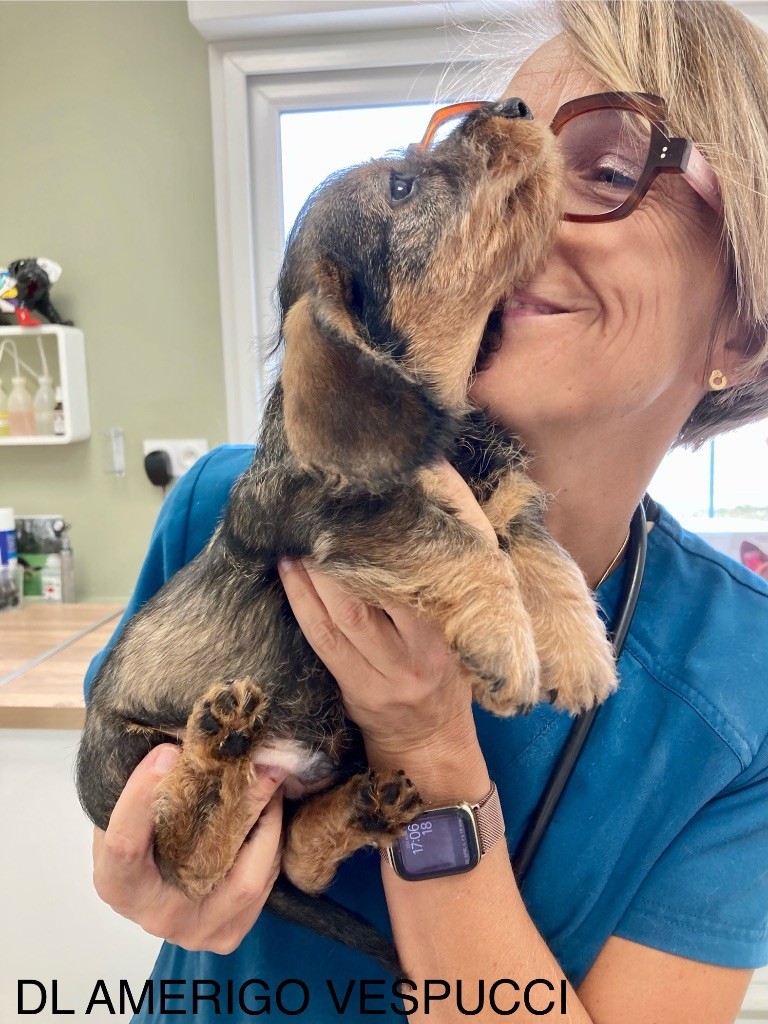Dax Leonesse - Chiots disponibles - Teckel poil dur