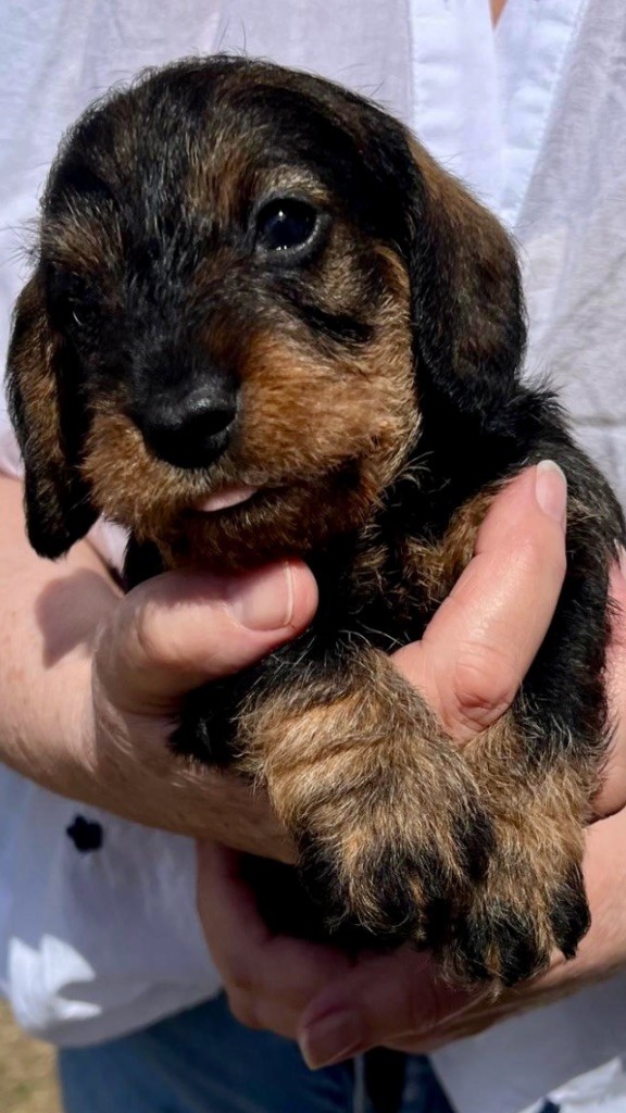 Dax Leonesse - Chiots disponibles - Teckel poil dur