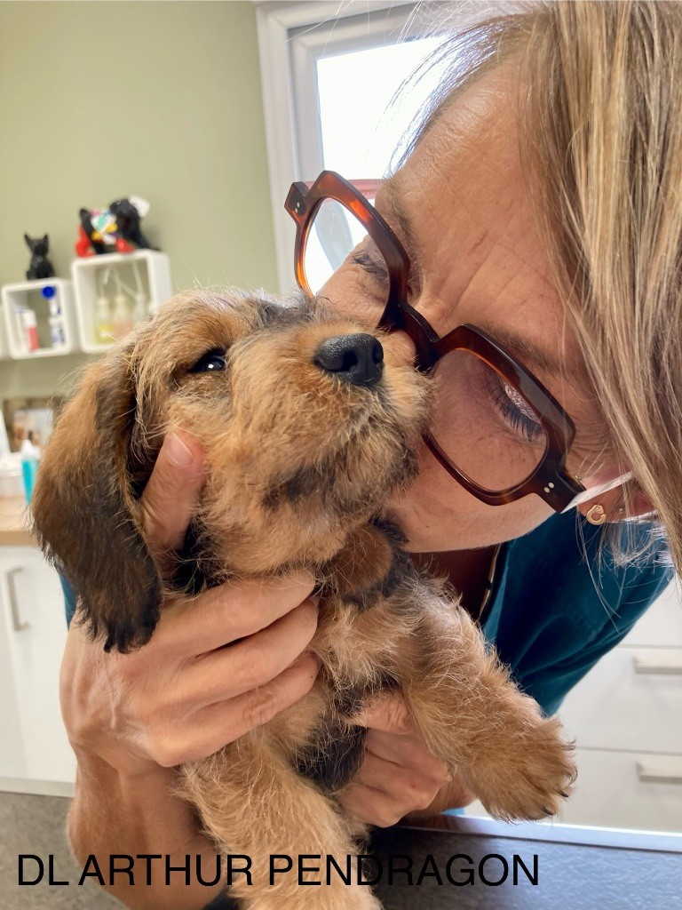 Dax Leonesse - Chiots disponibles - Teckel poil dur