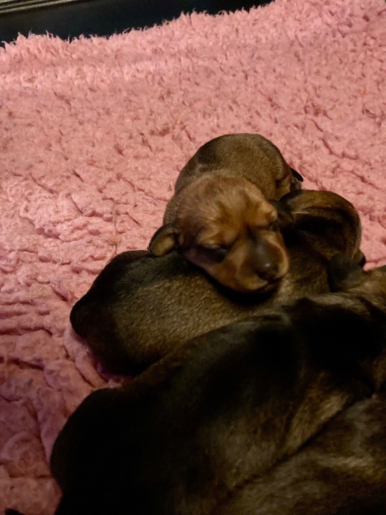 Dax Leonesse - Chiots disponibles - Teckel poil dur